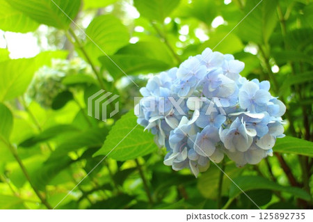 淡藍色繡球花 125892735