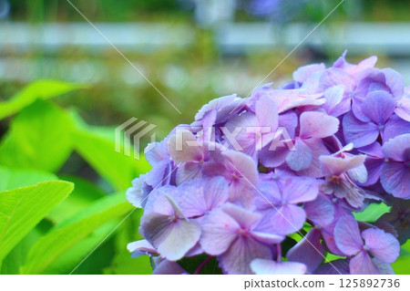 繡球花在雨中濕 125892736