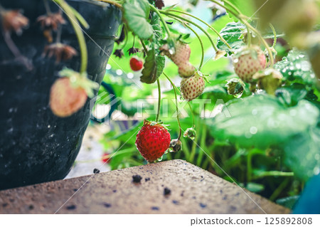 Strawberries grown in a home garden 125892808