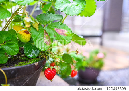 Strawberries grown in a home garden 125892809