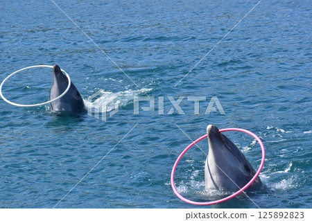 Dolphin Mammal Oita Tsukumi Dolphin Island Dolphin Mammal Oita Tsukumi Dolphin Island 125892823