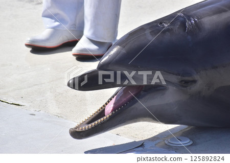 海豚哺乳動物 大分津久見海豚島 125892824