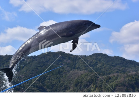 Dolphin Mammal Oita Tsukumi Dolphin Island Dolphin Mammal Oita Tsukumi Dolphin Island 125892830