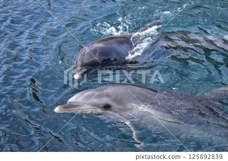 Dolphin Mammal Oita Tsukumi Dolphin Island Dolphin Mammal Oita Tsukumi Dolphin Island 125892839