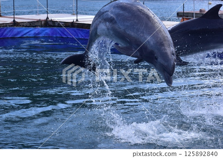 Dolphin Mammal Oita Tsukumi Dolphin Island Dolphin Mammal Oita Tsukumi Dolphin Island 125892840