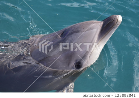 Dolphin Mammal Oita Tsukumi Dolphin Island Dolphin Mammal Oita Tsukumi Dolphin Island 125892841