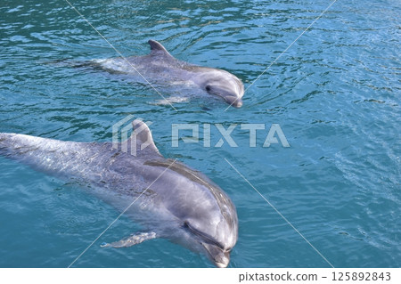 Dolphin Mammal Oita Tsukumi Dolphin Island Dolphin Mammal Oita Tsukumi Dolphin Island 125892843