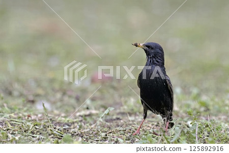 Starling - Sturnus vulgaris, Greece Starling - Sturnus vulgaris, Greece 125892916