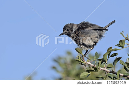 A Common Stonechat - Saxicola rubicola, Crete A Common Stonechat - Saxicola rubicola, Crete 125892919