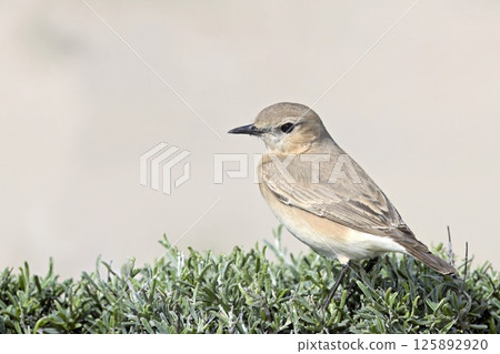 Northern Wheatear or Wheatear - Oenanthe oenanthe, Crete Northern Wheatear or Wheatear - Oenanthe oenanthe, Crete 125892920