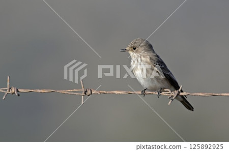Spotted flycatcher (Muscicapa striata), Crete, Greece Spotted flycatcher (Muscicapa striata), Crete, Greece 125892925