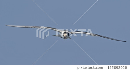Juvenile Common Tern (Sterna hirundo), Greece Juvenile Common Tern (Sterna hirundo), Greece 125892926