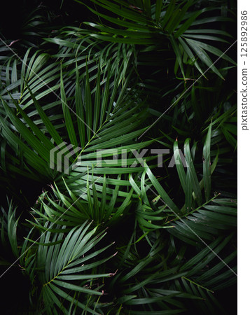 Dark Green Tropical palm leaves pattern background. Dark Green Tropical palm leaves pattern background. 125892986