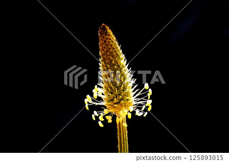 近距離欣賞美麗的車前草花 125893015