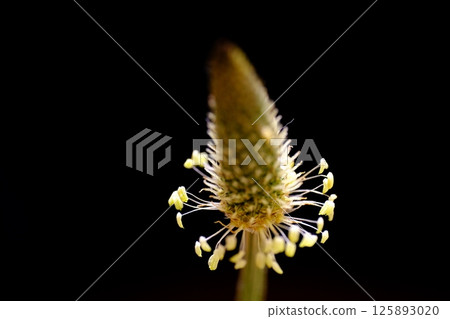 Beautiful plantain flowers up close 125893020