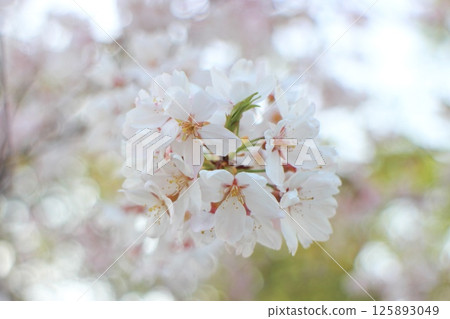 Softly blooming cherry blossoms 125893049