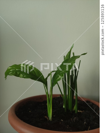 Spathiphyllum plant in terracotta pot for home decor and wellness visuals 125893116