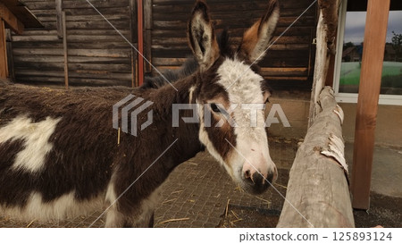 Brown and white donkey standing near wooden fence in rustic barn setting showcasing farm life and animal companionship concept Brown and white donkey standing near wooden fence in rustic barn setting showcasing farm life and animal companionship concept 125893124