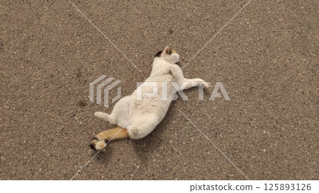 Relaxed cat lying on the ground enjoying the warmth of the sun with a playful demeanor and a calm expression showcasing a peaceful pet lifestyle concept Relaxed cat lying on the ground enjoying the warmth of the sun with a playful demeanor and a calm expression showcasing a peaceful pet lifestyle concept 125893126