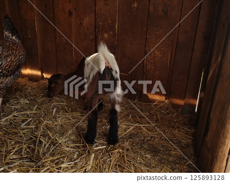 Playful young goat exploring straw in rustic barn setting, showcasing natural behavior and farm life, emphasizing animal care and companionship concept Playful young goat exploring straw in rustic barn setting, showcasing natural behavior and farm life, emphasizing animal care and companionship concept 125893128