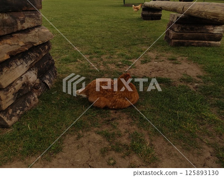 Brown hen resting on grass near wooden structures in a serene outdoor setting showcasing natural farm life and animal behavior concept 125893130