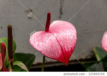 Tropical perennial anthurium [Araceae] 125893150