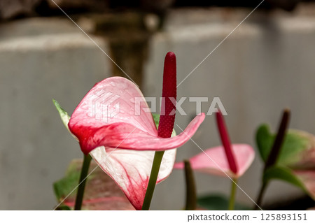 Tropical perennial anthurium [Araceae] 125893151