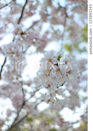 採取春天陽光的佐倉 125893343