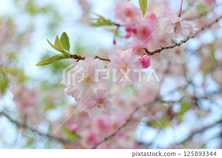 美麗的河津櫻花樹 125893344