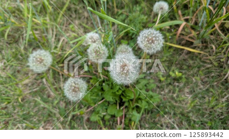 開花在春天領域的蒲公英花 125893442