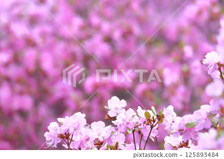 Full bloom of Ezomurasaki azalea in spring in Hokkaido. Large copy space. 125893484