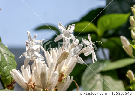 White Candle, Acanthaceae [evergreen shrub] 125893546
