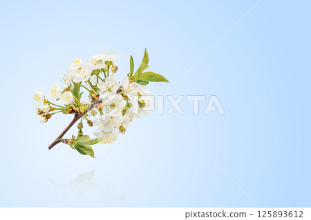 A cherry blossom branch with white flowers in spring is flying in the air. A postcard with a place for the text. Concept of spring, Easter, spring blooming flowers. 125893612