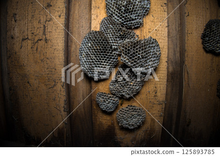 Numerous wasp nests are attached to a wooden attic wall, showing off the complex honeycomb structure and natural architecture of these insects. There are many wasp nests in a dark, dusty attic. Numerous wasp nests are attached to a wooden attic wall, showing off the complex honeycomb structure and natural architecture of these insects. There are many wasp nests in a dark, dusty attic. 125893785
