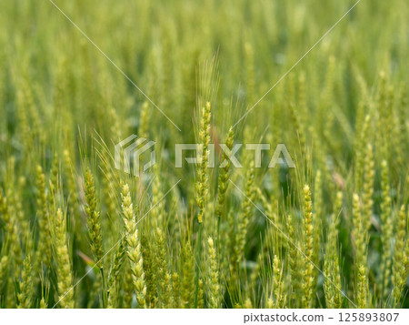 Wheat field 125893807