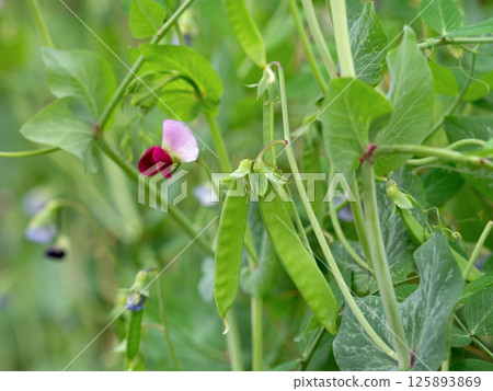 Kinusaya field 125893869