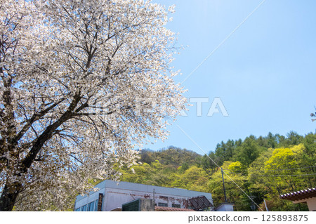 群馬縣榛名湖的新綠與湖邊的野櫻花 125893875