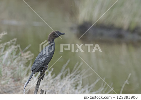 A globally threatened Pygmy Cormorant (Microcarbo pygmaeus), Greece  125893906