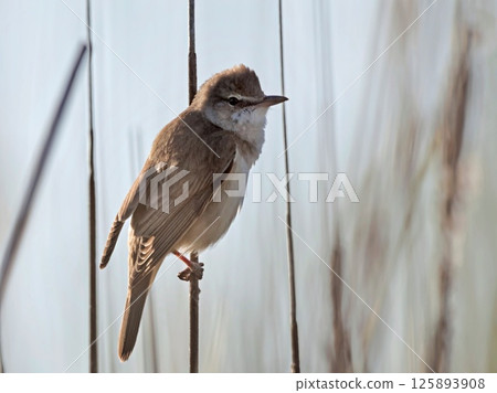 Great reed warbler (Acrocephalus arundinaceus), Greece Great reed warbler (Acrocephalus arundinaceus), Greece 125893908