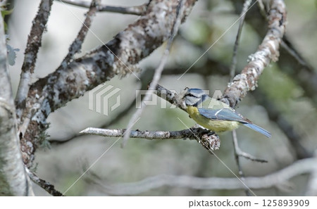 Eurasian Blue Tit (Cyanistes caeruleus), Greece 125893909