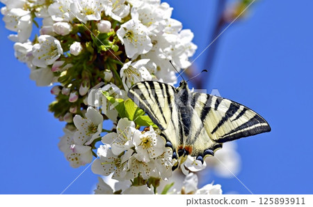 Scarce Swallowtail (Iphiclides podalirius), Greece Scarce Swallowtail (Iphiclides podalirius), Greece 125893911