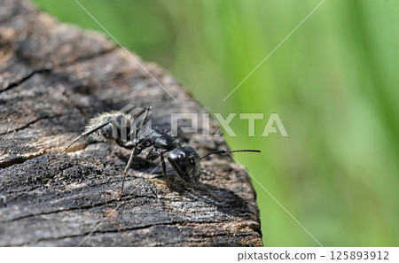 Camponotus vagus is a common European ant species that nests in dry wood and feeds on aphids and other insects, Greece 125893912