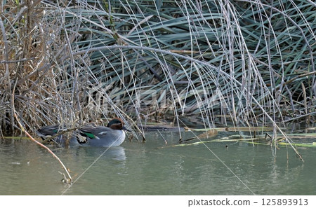 Eurasian Teal (Anas crecca), Greece 125893913