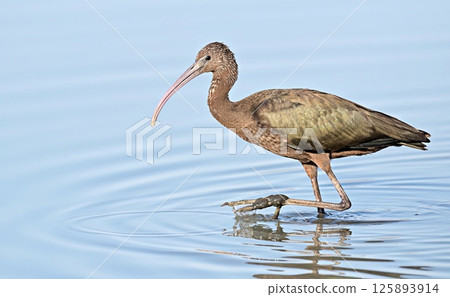 Glossy Ibis - Plegadis falcinellus, Crete 125893914