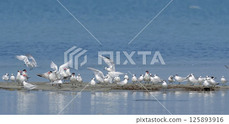 A gathering of Caspian tern (Hydroprogne caspia) and Sandwich tern (Thalasseus sandvicensis), Greece 125893916