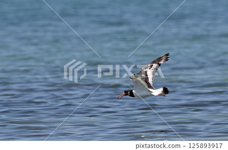 Eurasian Oystercatcher (Haematopus ostralegus), Greece Eurasian Oystercatcher (Haematopus ostralegus), Greece 125893917
