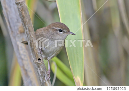 Cetti's Warbler (Cettia cetti), Crete 125893923