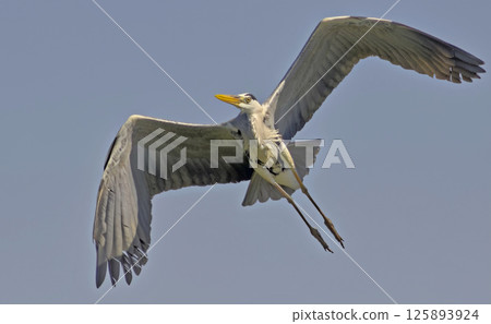 Grey Heron - Ardea cinerea, Crete Grey Heron - Ardea cinerea, Crete 125893924