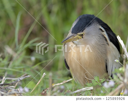 Little Bittern (Ixobrychus minutus), Crete Little Bittern (Ixobrychus minutus), Crete 125893926