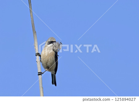 Eurasian penduline tit or European penduline tit (Remiz pendulinus), Greece 125894027
